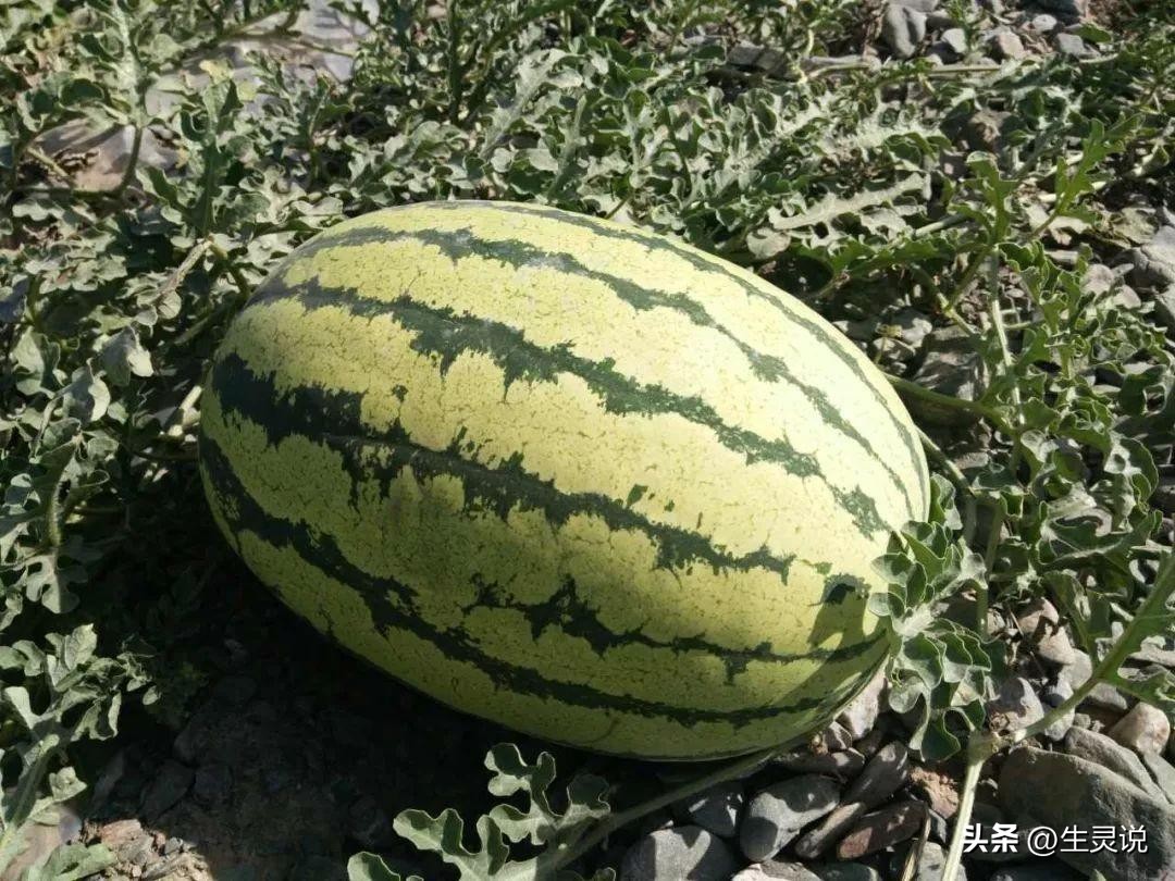 戈壁西瓜现状如何,戈壁西瓜种植技术