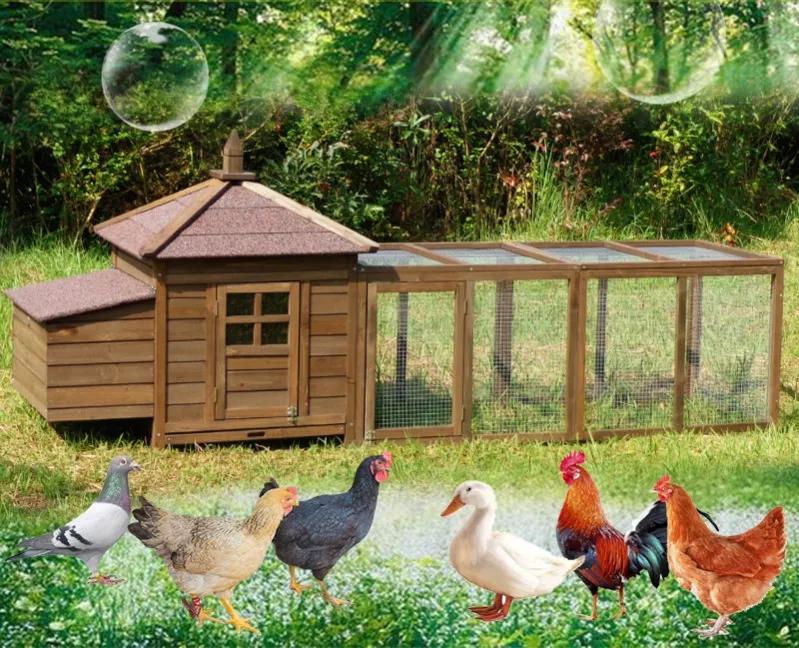 英国国王养鸡,英国王子和美国王子养狗