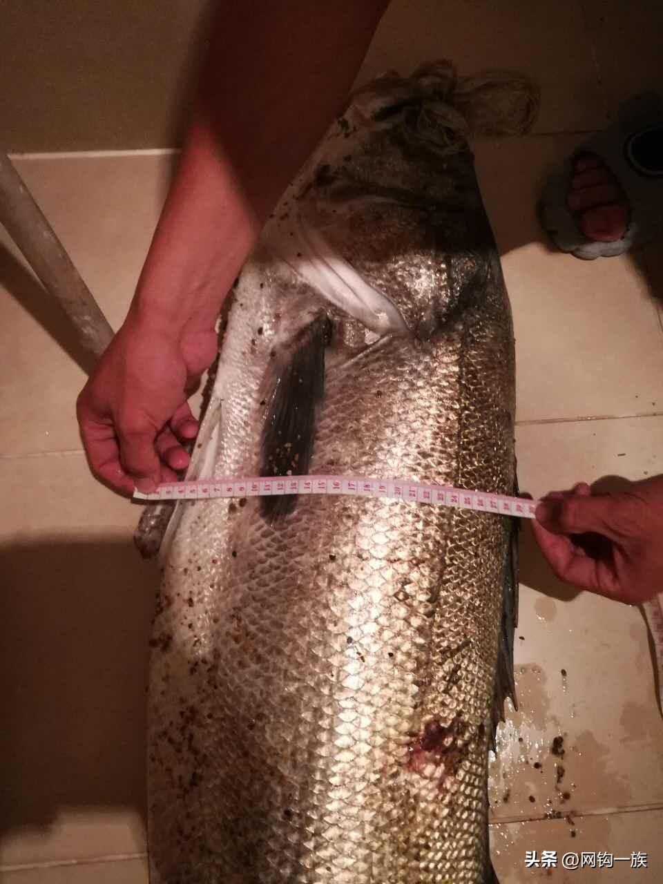 路亚鲈鱼大连,中国路亚鲈鱼最大纪录