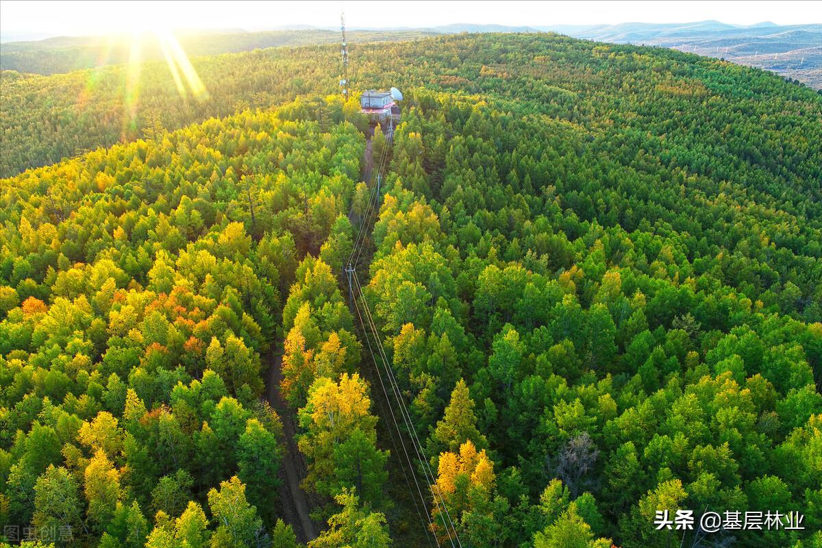 学林业技术好就业吗,林学专业好就业吗