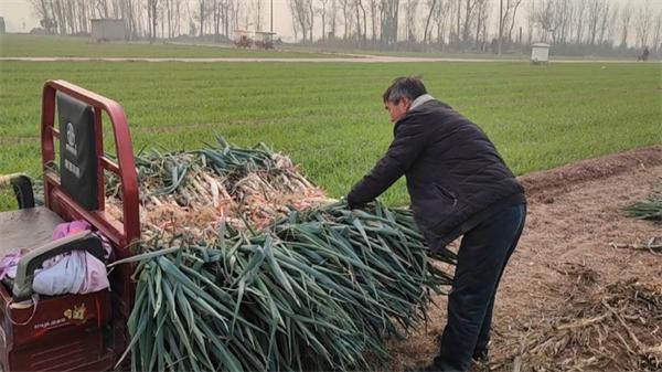 先来几千斤！大象新闻搭建助农通道，爱心人士奔向焦作武陟田间买葱