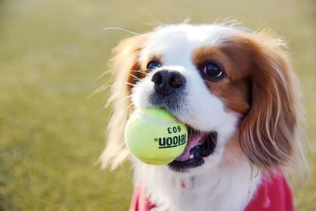 胺肾对三期肾衰猫咪有效果吗,猫咪尿闭引起肾衰怎么治疗