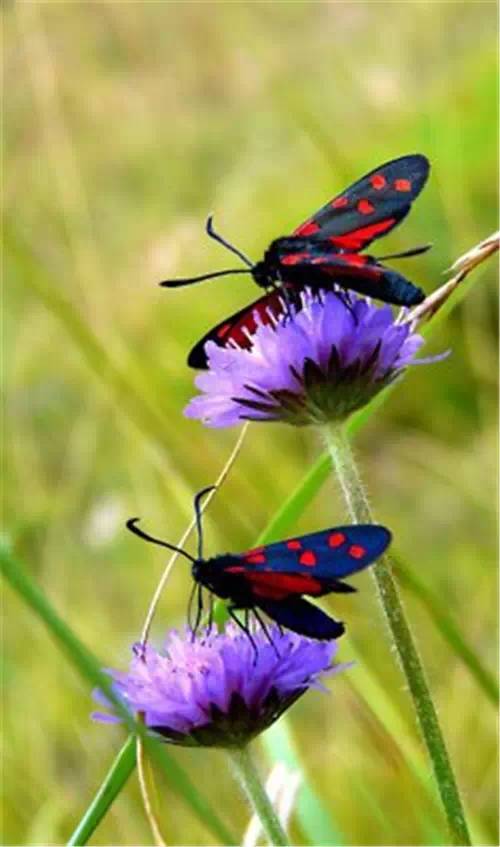 分享——自然界最美丽的蝴蝶,优美的身姿,轻盈的体态飘舞花丛中