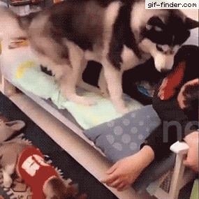 100个难得一见照片，砍伐巨树，运输军舰的巨轮，治疗风湿病的熊