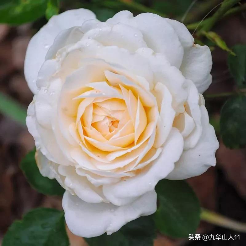 大花胖美人月季有几个品种,适合阳台养的大花月季品种