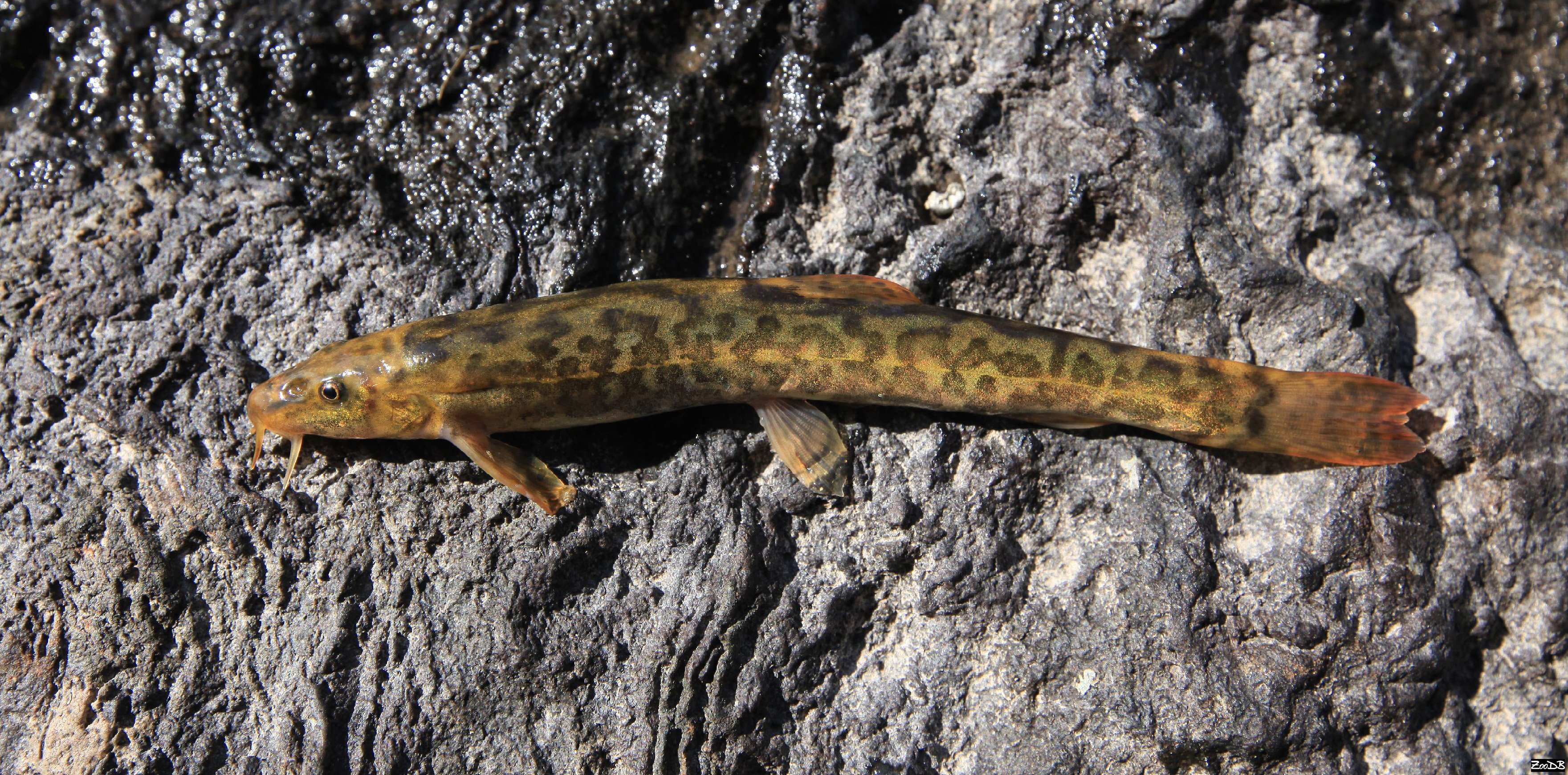 黑龙江鱼类大全名称,黑龙江十大出名鱼排名