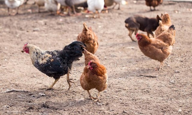 教你如何挑出下蛋多，蛋壳好的高产鸡