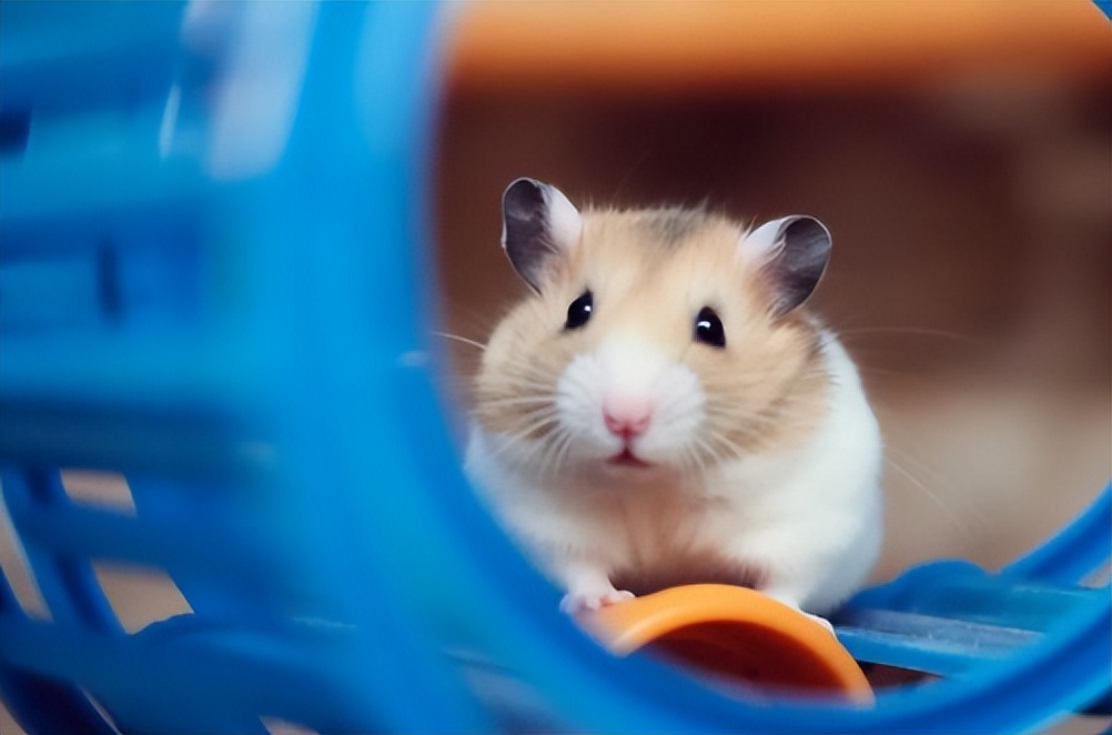 杭州女子养仓鼠脸烂成火,杭州一女子养仓鼠脸竟烂成火龙果