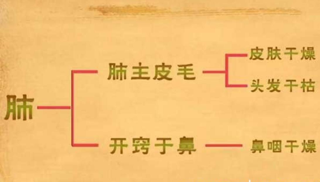 头发干枯与肺有联系吗,头发稀少和肺有关系吗