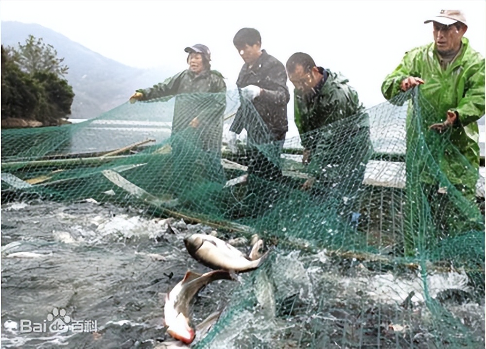 野外钓鱼专用渔网,自动钓鱼神器无需挂鱼料