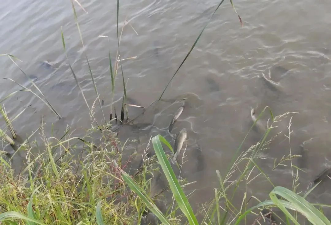 草鱼肠炎烂鳃怎么形成的,草鱼烂鳃的原因及治疗