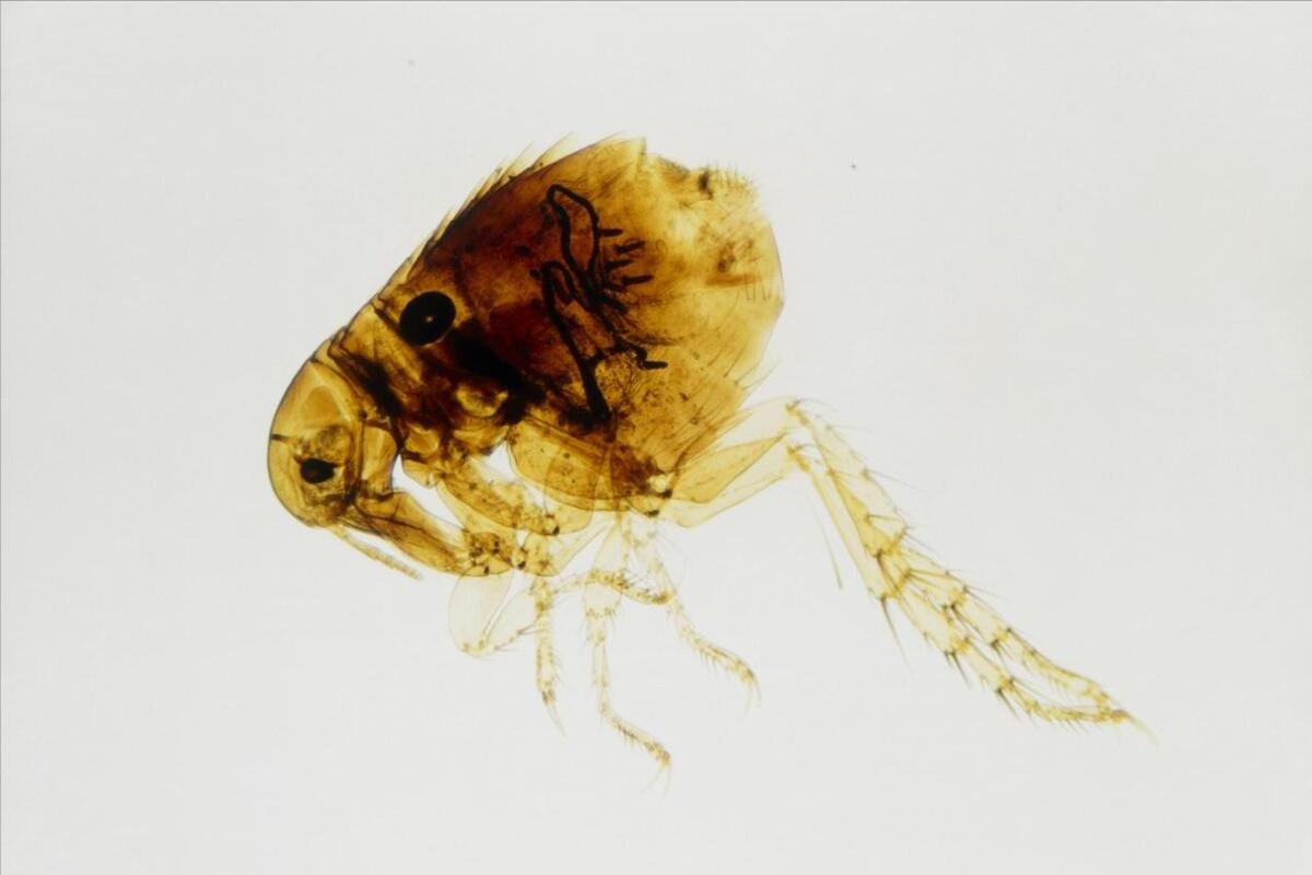 跳蚤怎么彻底消灭,跳蚤怎么消灭最彻底小妙招视频