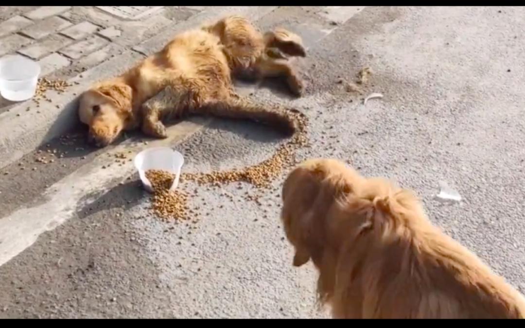 金毛倒地抽搐怎么回事,金毛晕倒主人痛哭