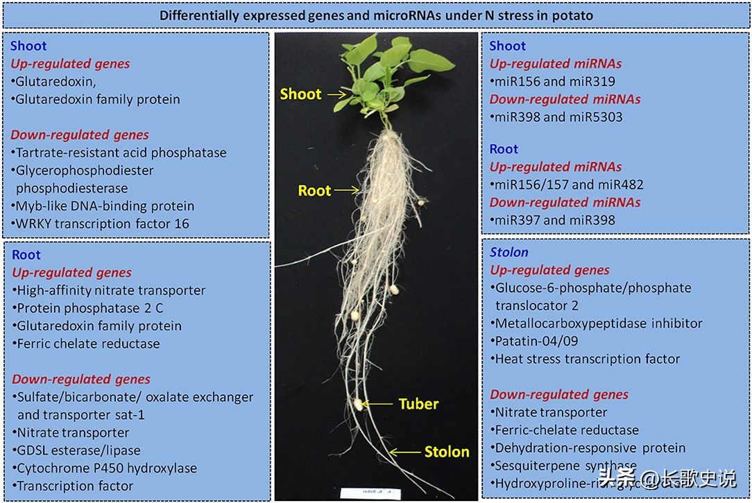 旱作马铃薯栽培技术试验,单垄单行马铃薯高产种植技术