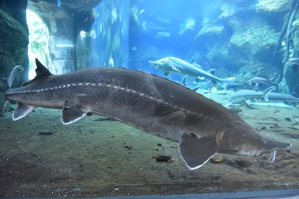 超过15斤的大淡水鱼,大猪300多斤