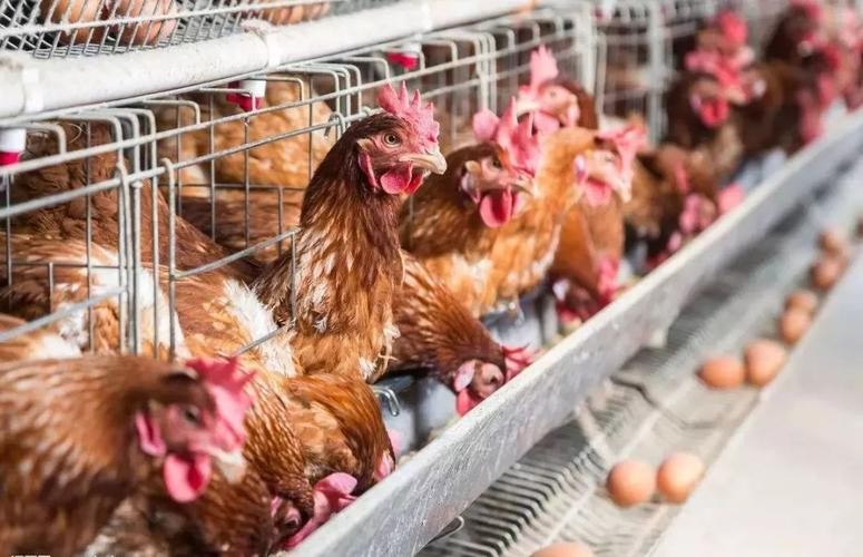 冬季蛋鸡饲养管理需要注意些什么,海兰褐商品代蛋鸡饲养管理手册