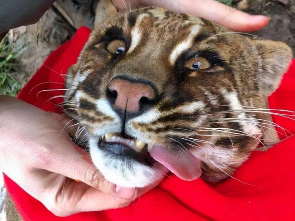 山彪的样子图片,山彪真实照片