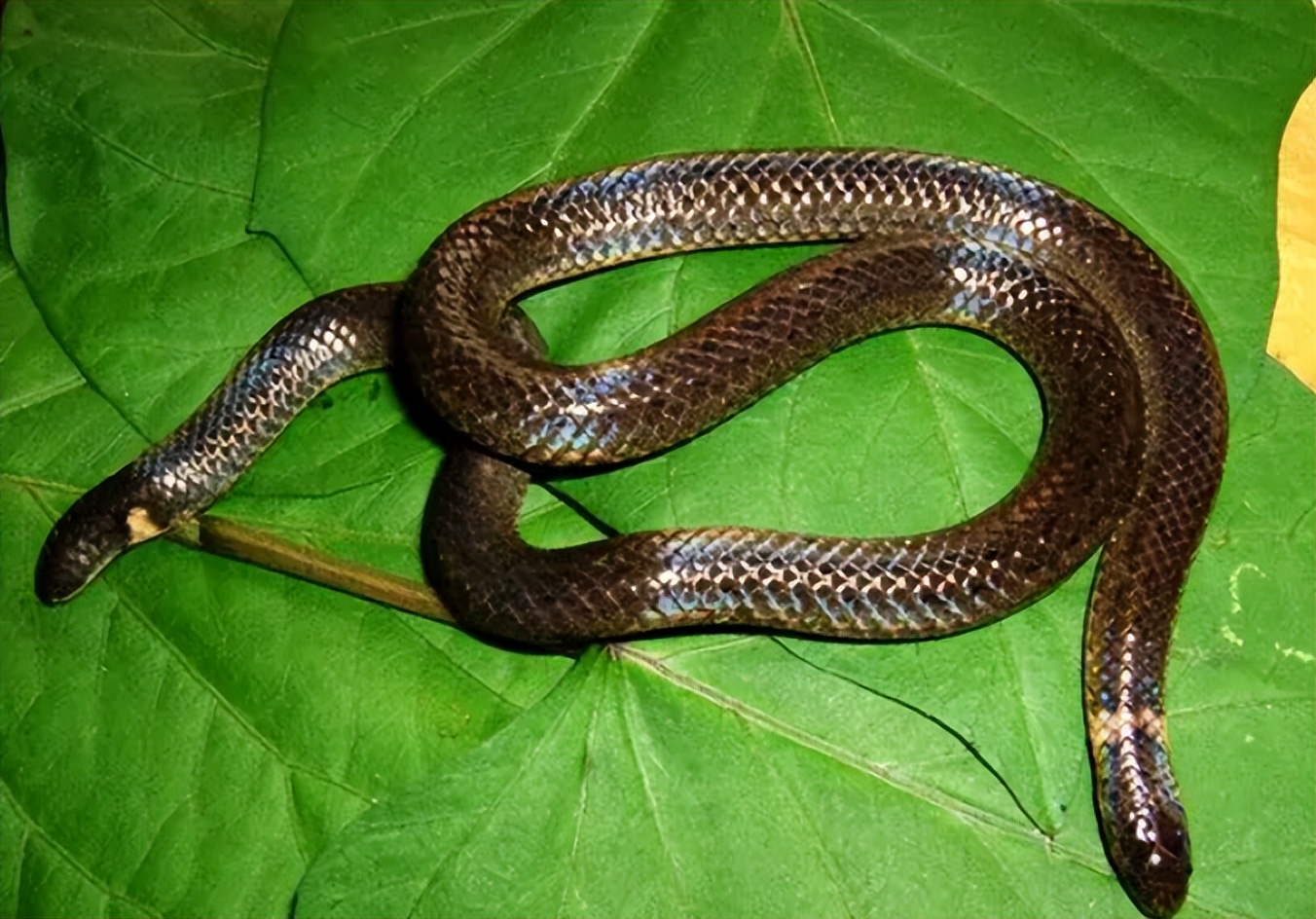 蛇类大全图鉴,蛇类大全