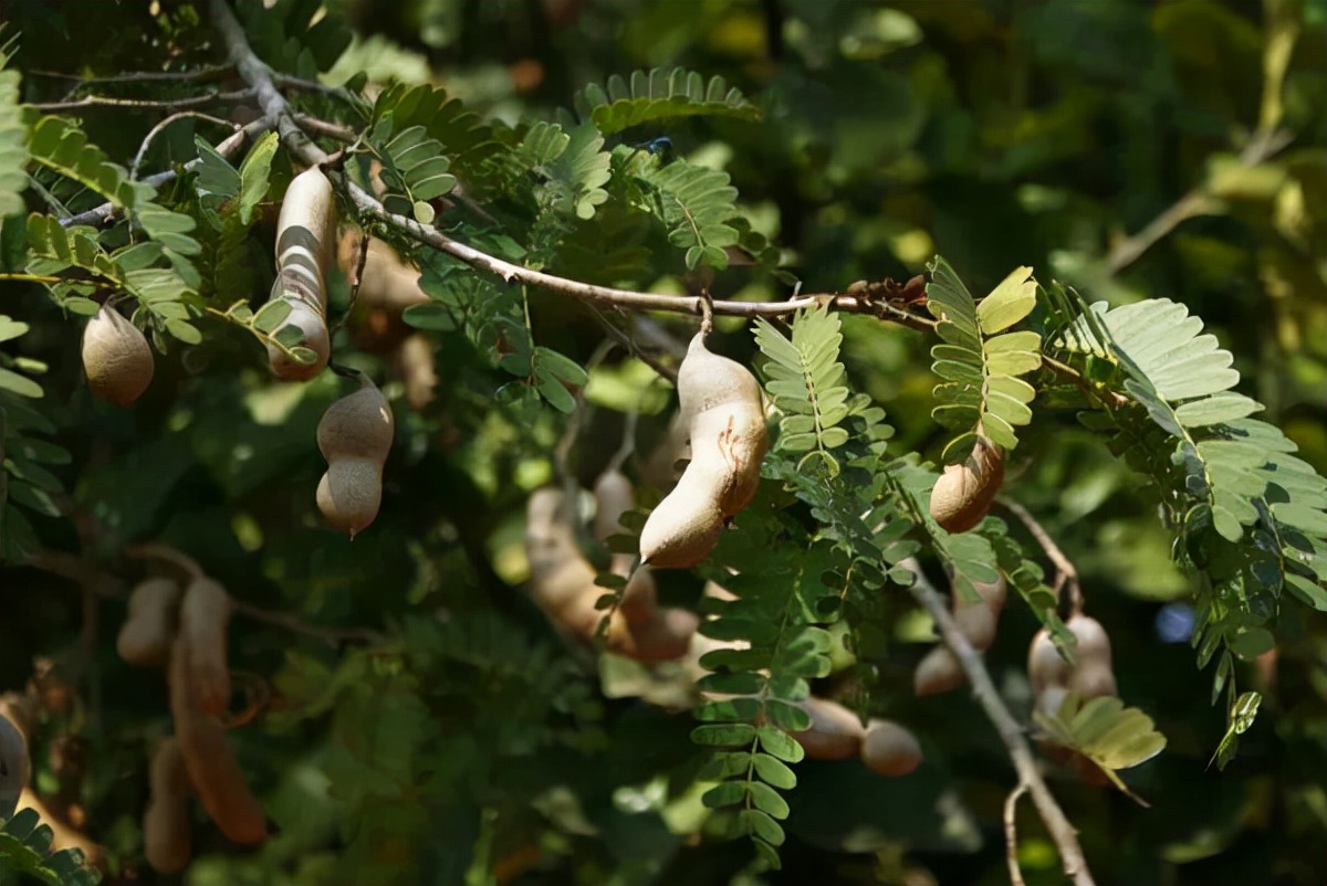 泰国人眼里的极品酱汁,泰式灵魂海鲜酱料