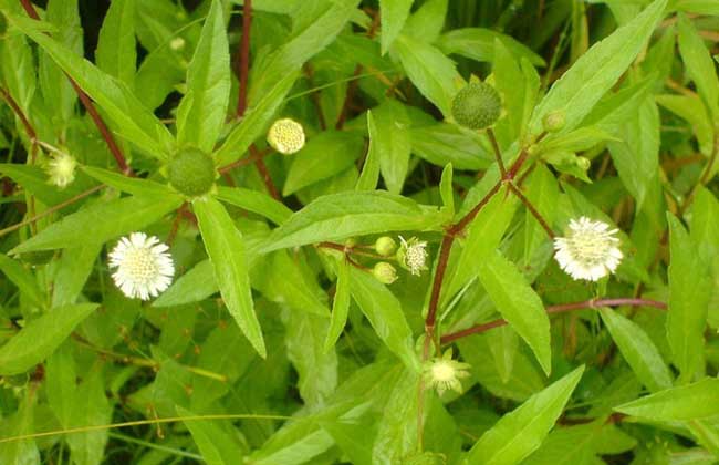 花像虞美人的植物,花像蒲公英种子像豆荚的植物