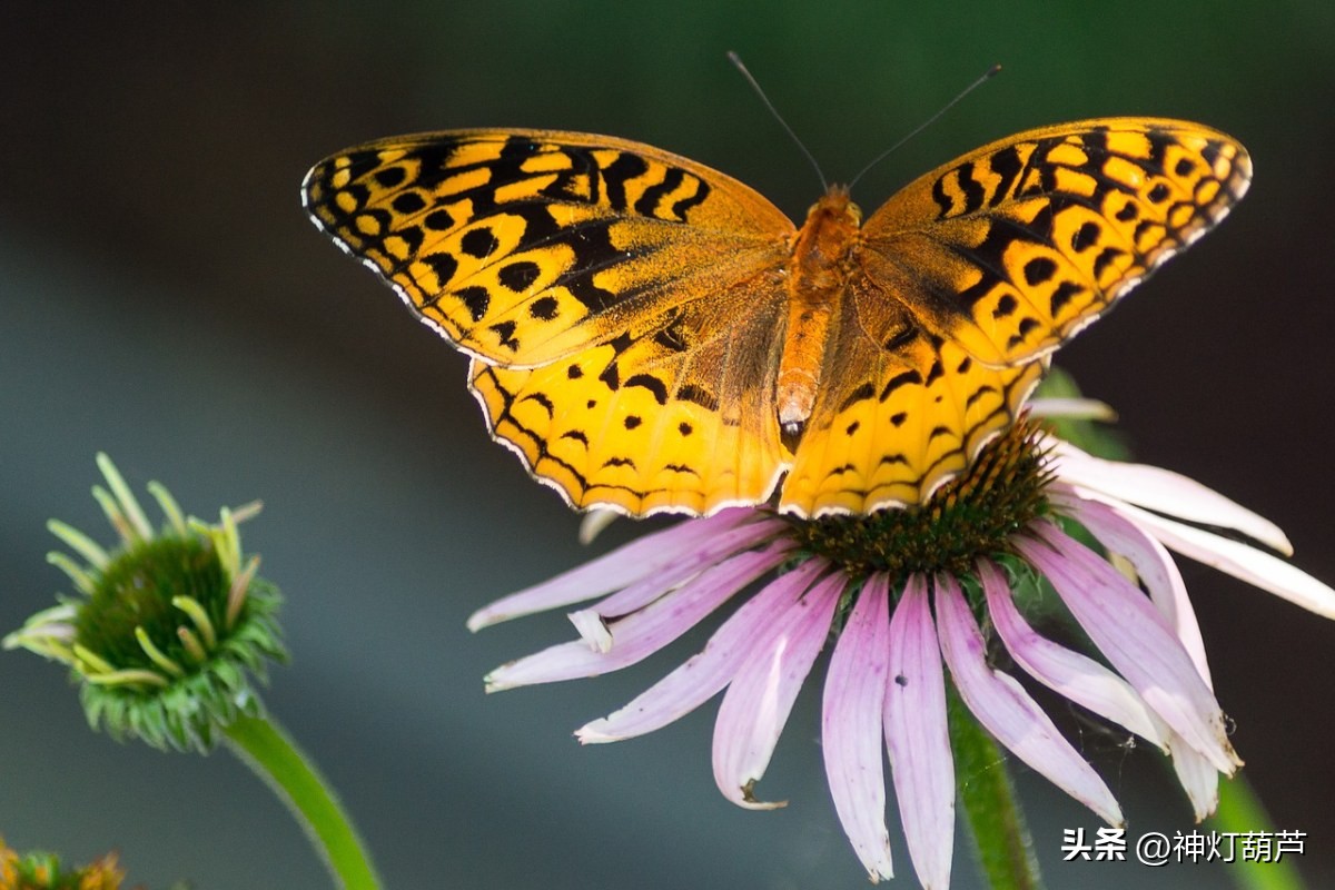 描写春天最美的诗句,春天最美诗句集锦大全集