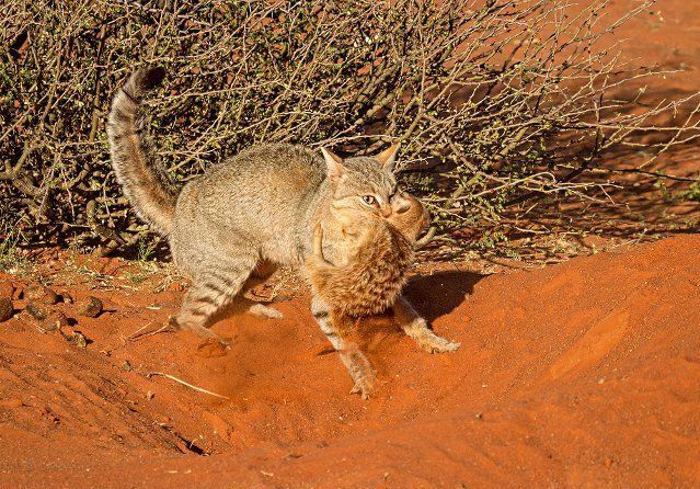 灭鼠英雄表现出黄鼠狼的特点,专家讲解黄鼠狼和猫哪个厉害