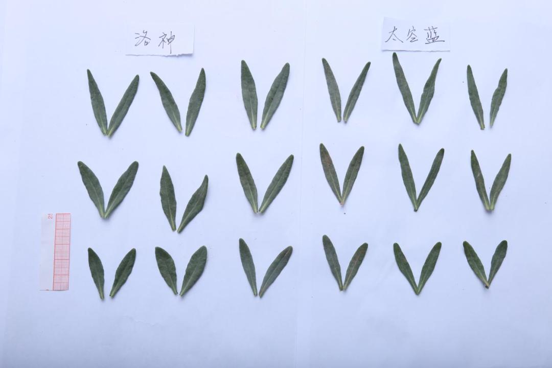 北京有顺利越夏的薰衣草了，它的“祖先”曾遨游太空18天