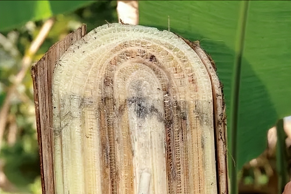 不可思议的农作物,香蕉的生长过程有多可怕