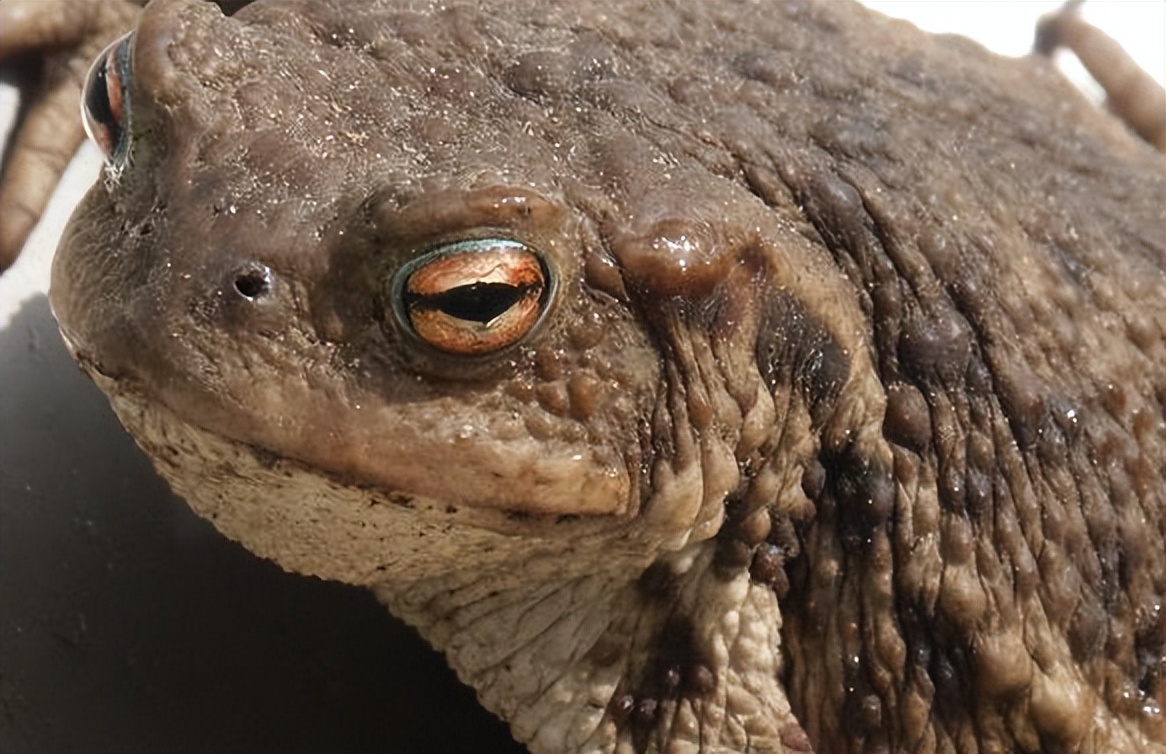 养殖中华大蟾蜍需要什么手续,蟾蜍的人工养殖成功了吗