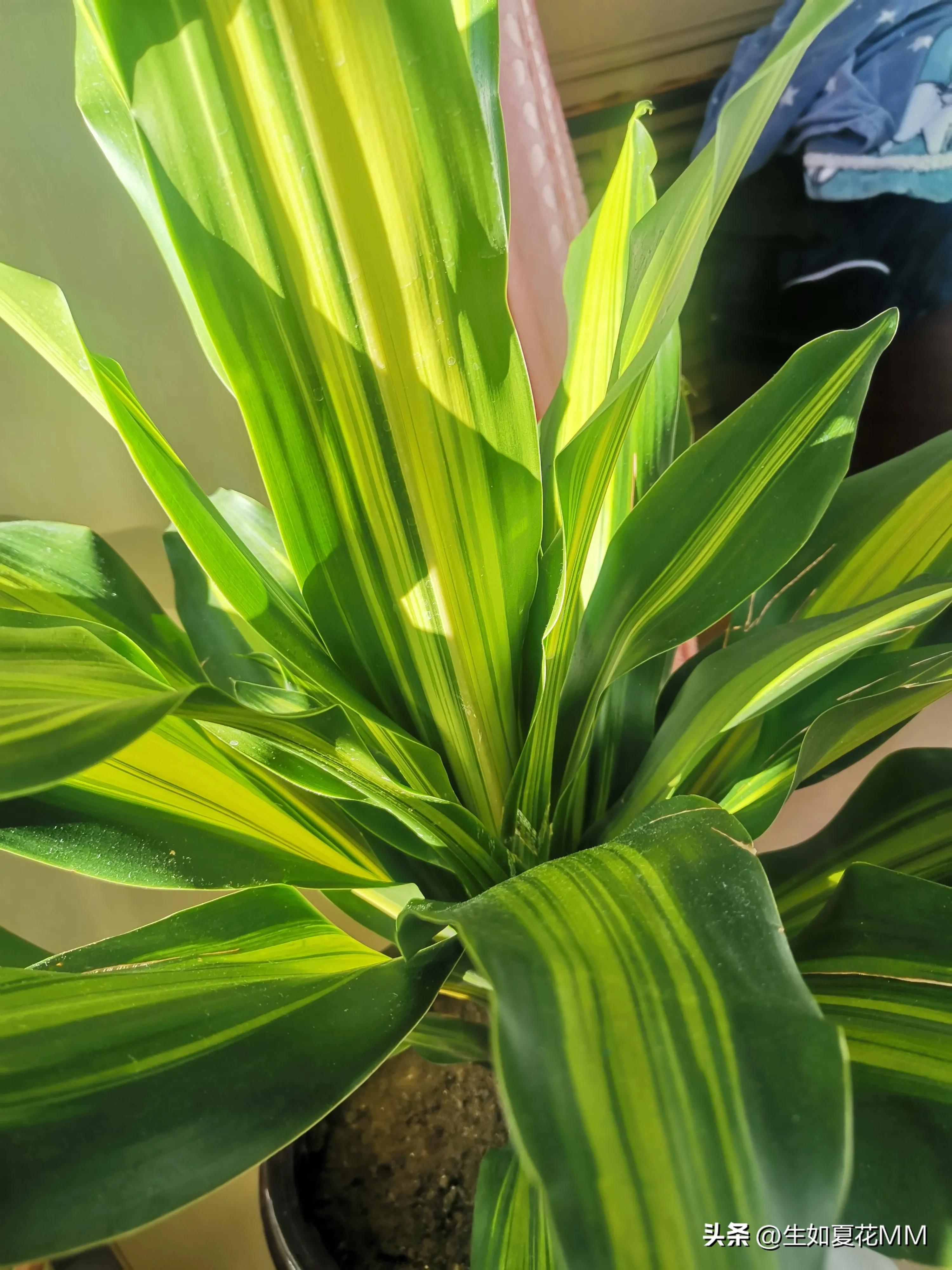 巴西铁木多高最好,巴西铁木为什么总往高长不往粗长