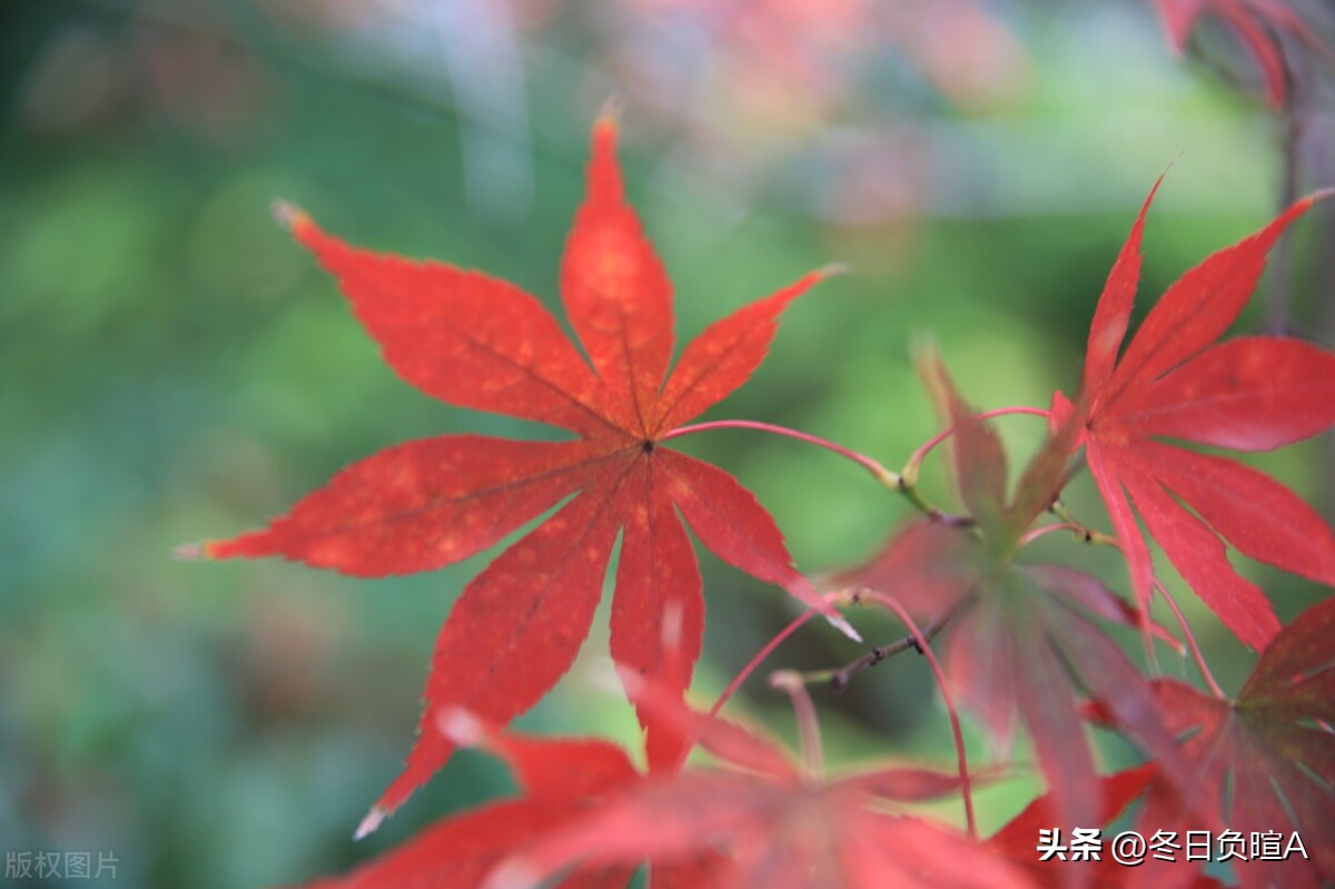 王沂孙经典诗文30首