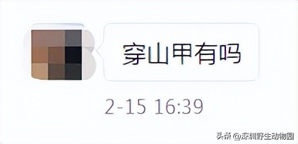 穿山甲穿山乙,穿山穿山甲真的能穿山吗