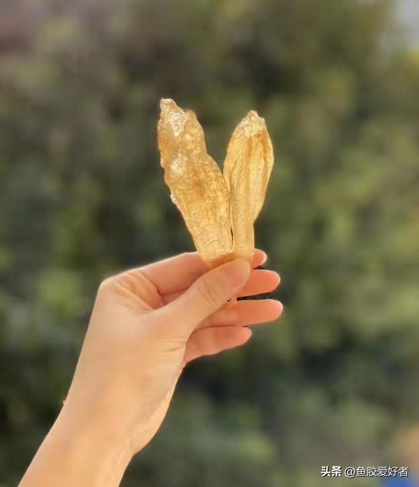 厚鱼胶是什么档次的鱼胶,初级鱼胶怎么处理