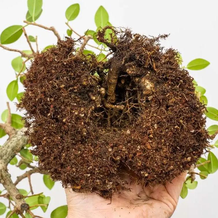 家里榕树盆景掉叶子,榕树在家里为什么掉叶子