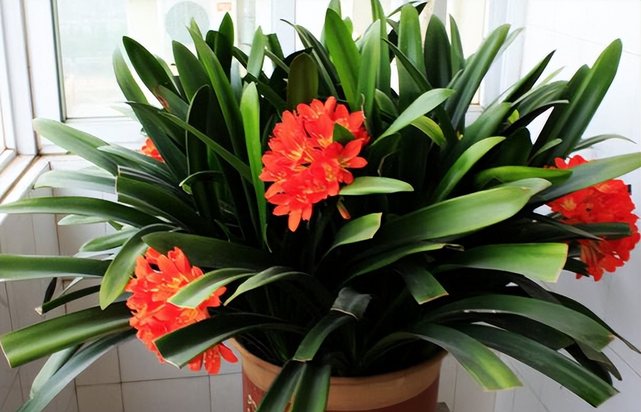 家里养花的十大注意事项,家庭养花最忌讳的三个动作