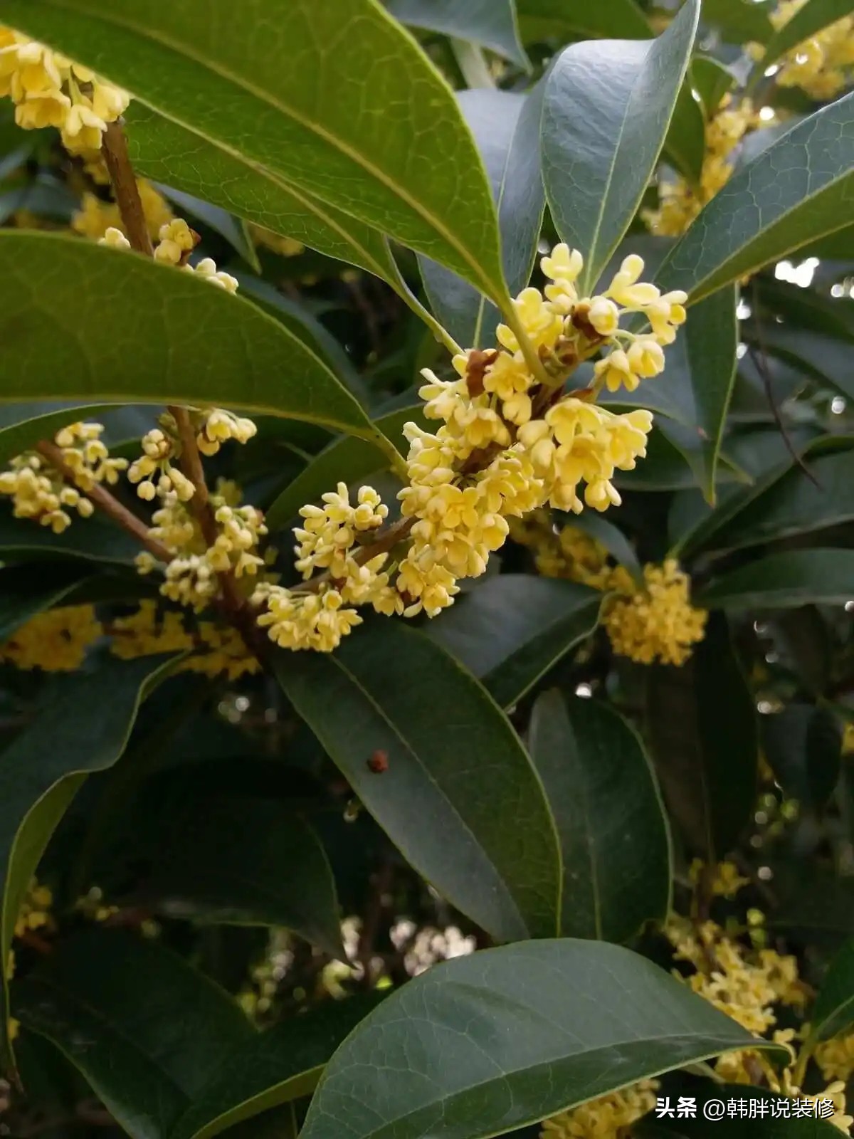 屋前屋后种什么树旺财运,屋前有什么树风水不好