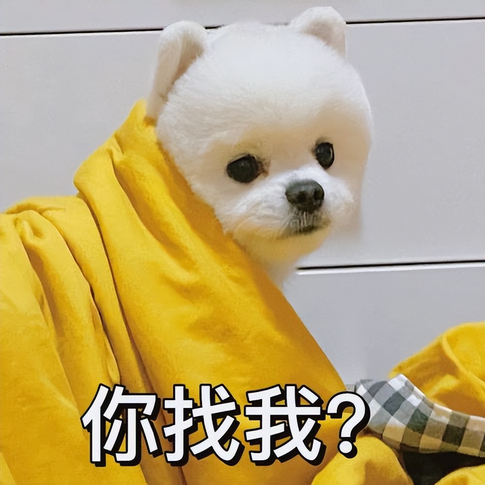 什么狗最忠诚最护主和凶猛又好养,这几种狗一旦抛弃很难独自活下去