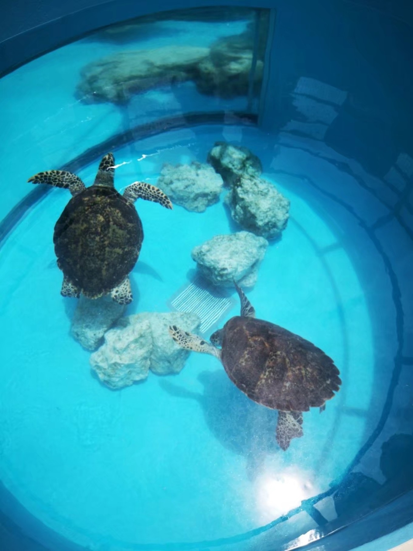 暑期档2019年,2019年暑期档