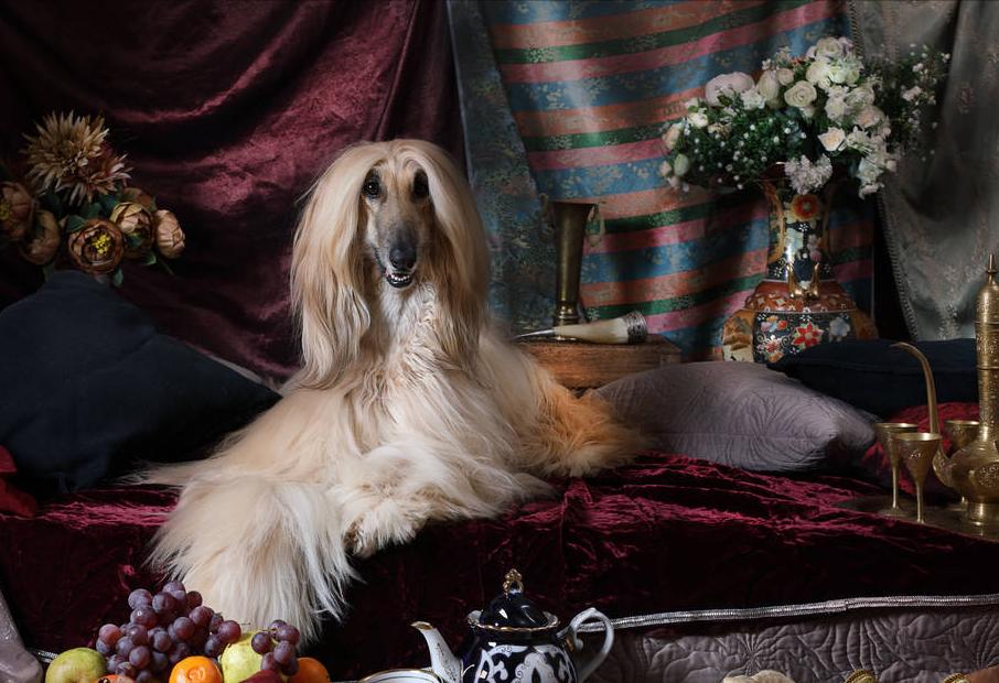 狗狗智商排行榜你家狗狗排第几,什么品种的狗狗智商排名最高