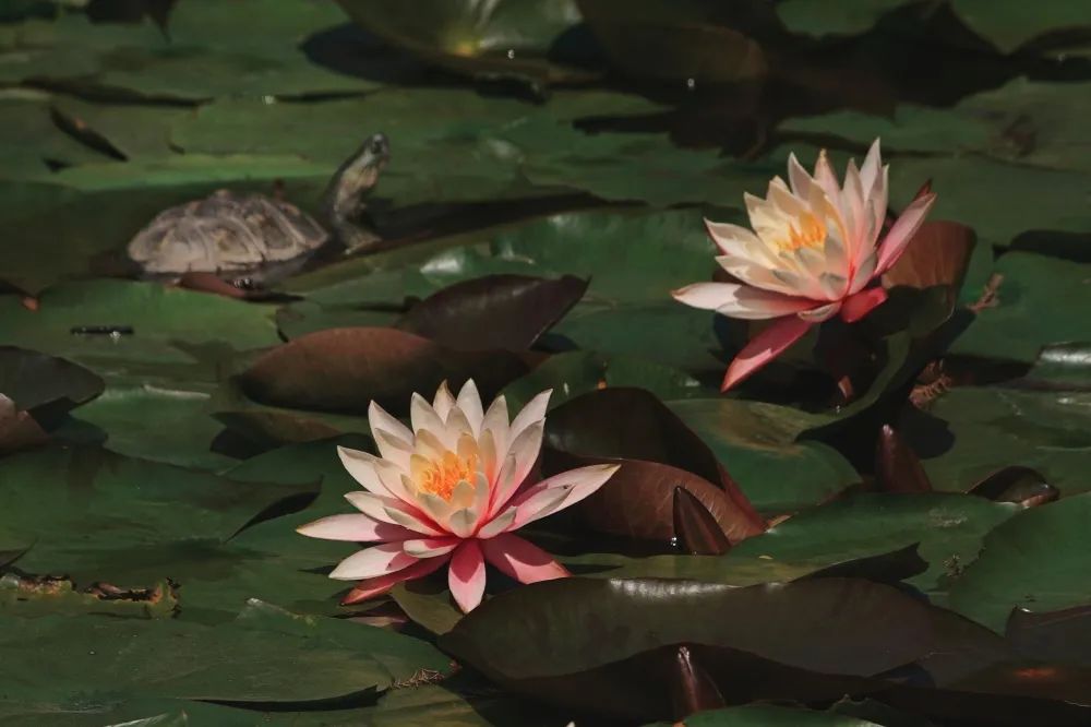 来自六月的赏荷请柬，请查收！