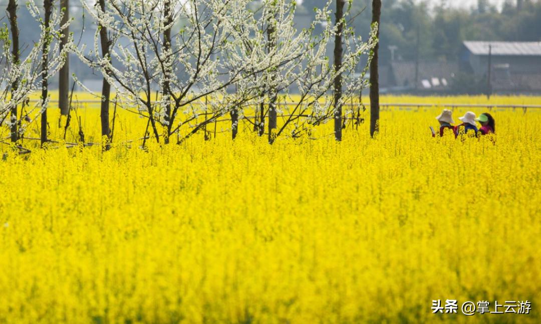 绿野春花,绵阳安州看花免费推荐