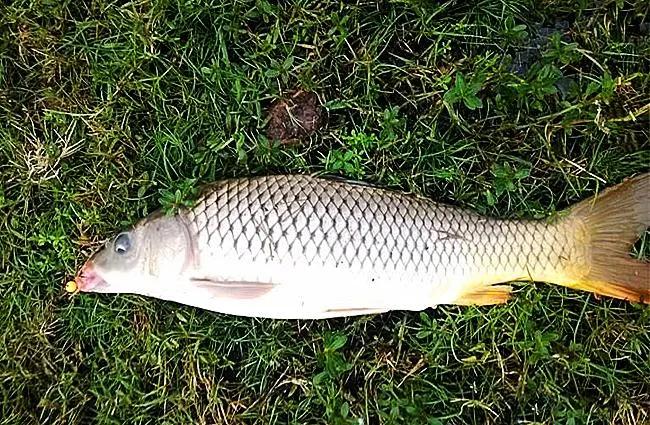 正确的闷竿尖钓法图解,闷竿钓法的优点和缺点