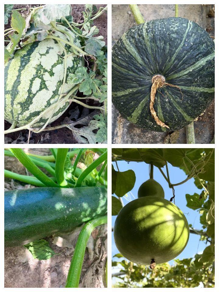 张掖市民乐县六坝寄宿制小学,民乐六坝寄宿制小学