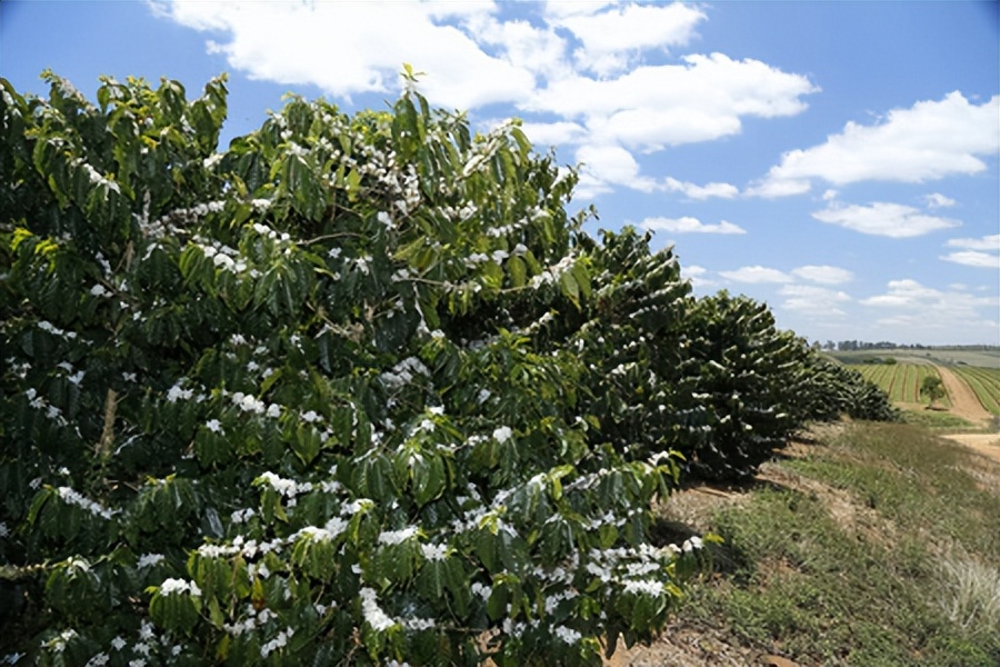 17世纪西班牙对可可日益增长的需求，巧克力成为日常饮食的一部分