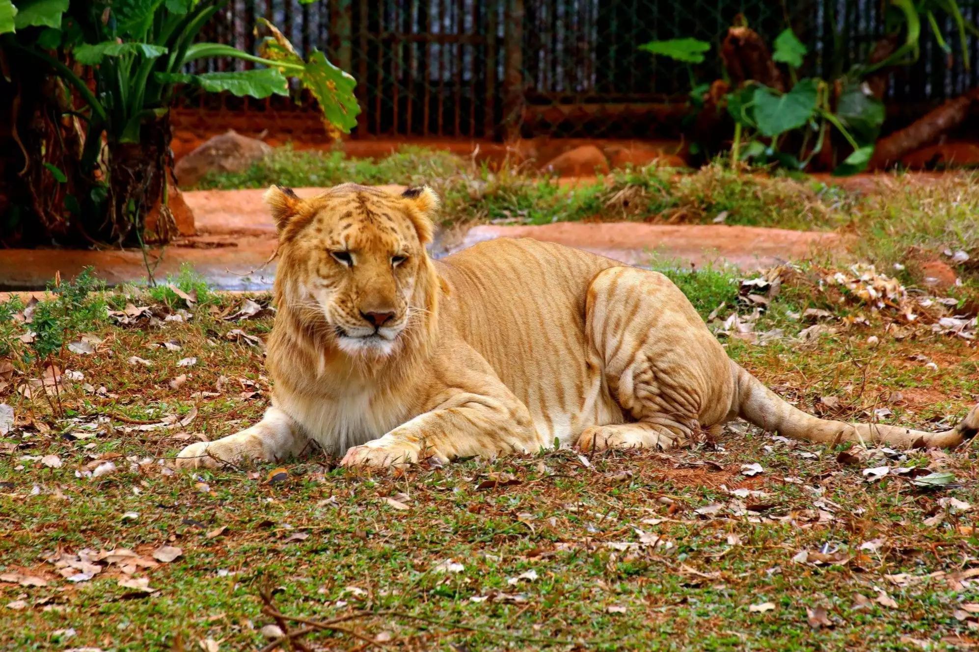山彪的样子图片,山彪真实照片