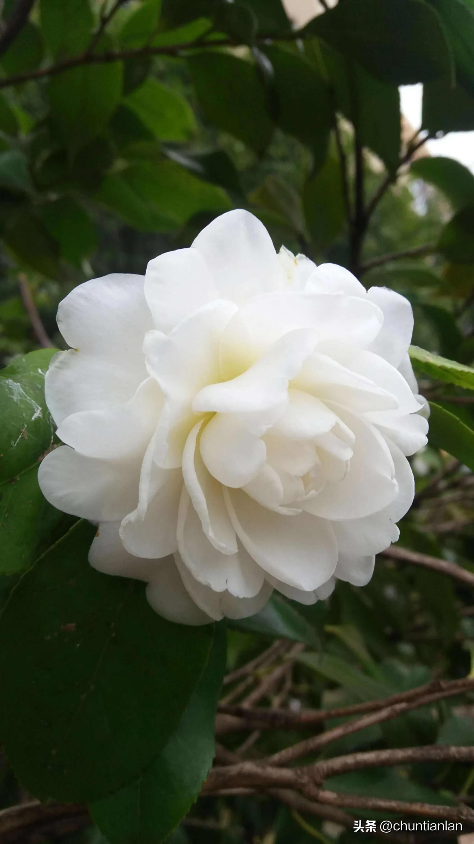 山茶花纯音乐,山茶花