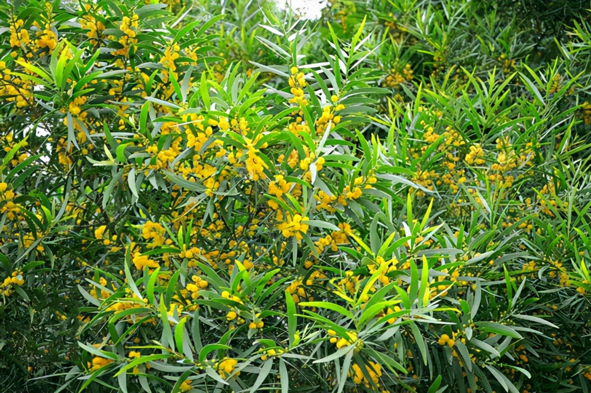 花园适合种的植物,在花园种植哪些植物比较适合