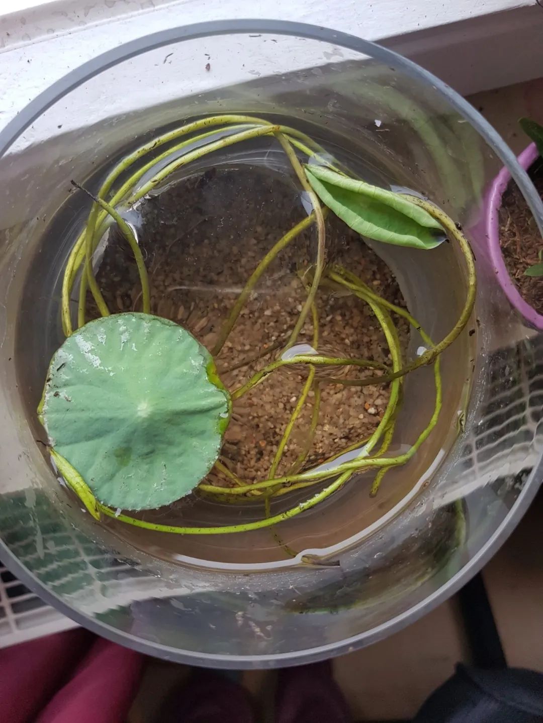 新手种碗莲施什么肥,详解碗莲种植养护的方法完全篇