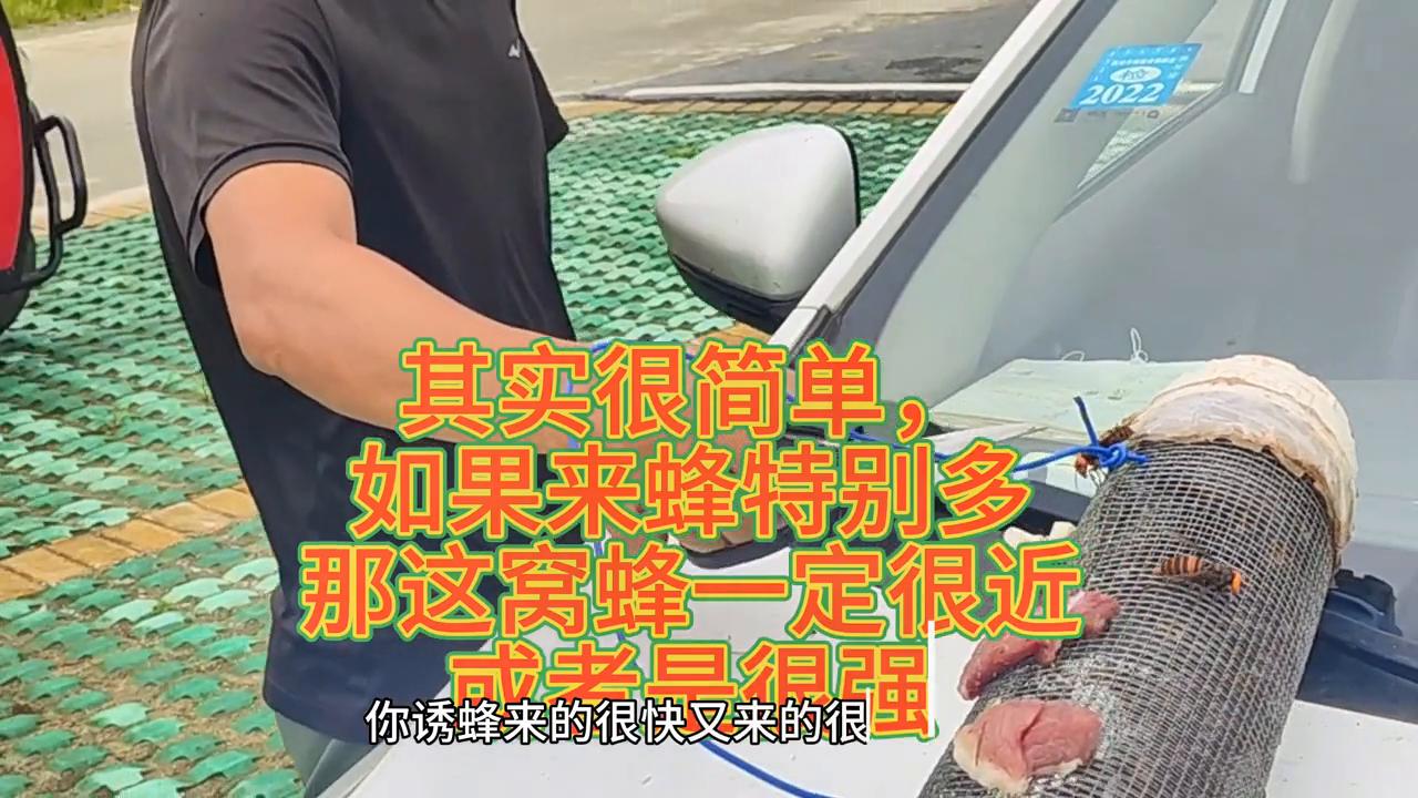 蜂群里如何区分幼蜂,如何通过守卫蜂判断蜂群大小