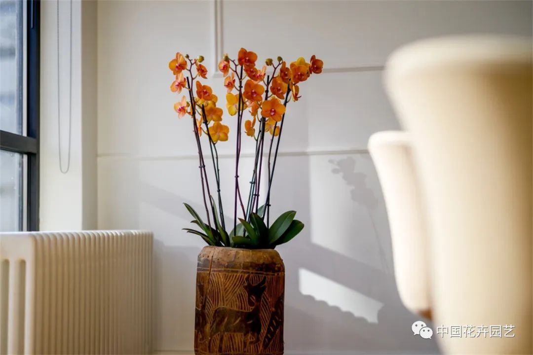 鑺卞崏鍝佺灞曠ず,鏂颁紭鑺卞崏鍝佺灞曠ず